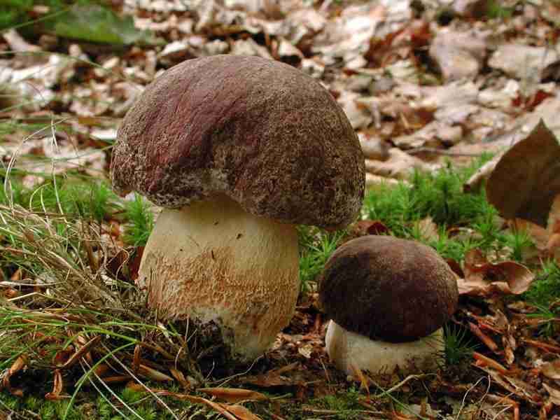  Image name: 89 Porcino.jpg 
 width: 800 pixel 
 height: 600 pixel 
 Size: 41276 bytes 
 Click to enlarge 